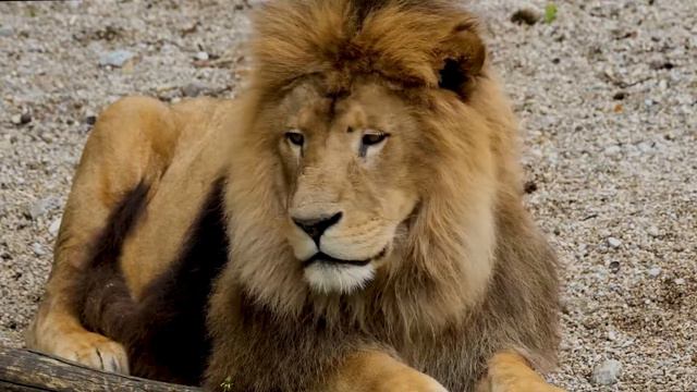 Дикие Кошки - Семейство Кошачьих смотреть онлайн