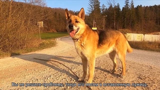 Как приучить щенка ходить в туалет на улицу? смотреть онлайн