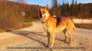 Как приучить щенка ходить в туалет на улицу?