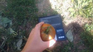 Сорта томатов,которые я буду выращивать на грядке в открытом грунте