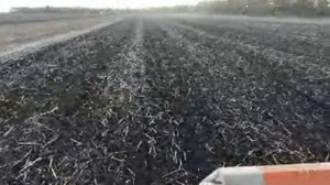 Продолжаем Убирать Подсолнечник после Дождей!