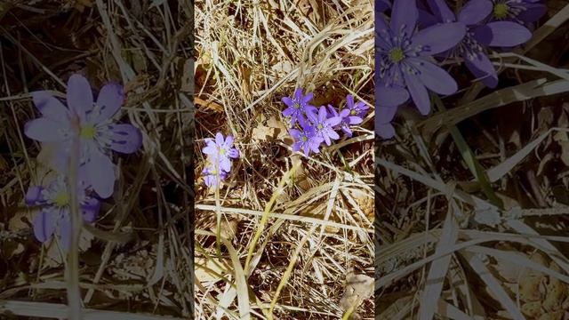 Liverleaf, Hepatica nobilis, in forest in spring in Finland #shorts