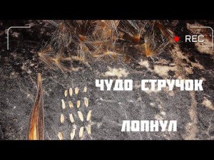 Адениум. Чудо стручок лопнул. Семена адениума