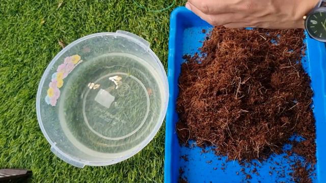 WALANG SABLAY NA PAGPROPAGATE NG RUBBER PLANTS | How To Make Your Ficus Elastica Root Before Cuttin смотреть онлайн