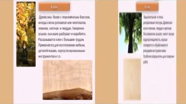 Характеристика древесины
