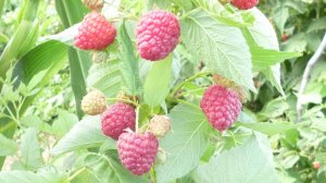 БРУСВЯНА супер МАЛИНА