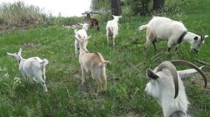 Маска намордник, для козлят (самый простой вариант)