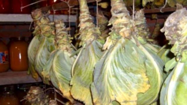 НЕ торопитесь УБИРАТЬ КАПУСТУ! Два верных ПРИЗНАКА, что КАПУСТУ можно убирать НА ХРАНЕНИЕ. смотреть онлайн