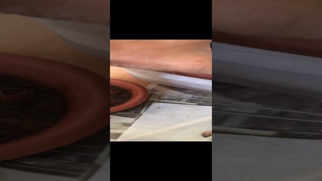 Посадка семян пальмы Хамеропс