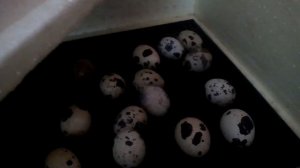 ИНКУБАТОР ЗОЛУШКА/КУПИЛ ПЕРЕПЕЛИНЫЕ ЯЙЦА ДЛЯ ИНКУБАЦИИ/ПЕРВАЯ ИНКУБАЦИЯ В 2020ГОДУ.