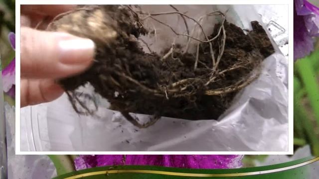 Ирисы корневища. Март, что с ними делать? смотреть онлайн