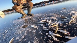 Первый лёд. Открытие зимнего сезона, ловля корюшки. Жарим корюшку дома!