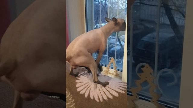 Охранник 🤣 В первые из окна увидел что происходит )) смотреть онлайн