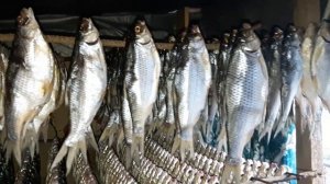 Сушка воблы для любимых клиентов !