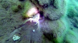 Дайвинг карьер Красный дайв центр Солнечная волна 8 июля 2023