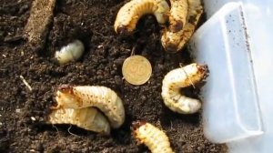 Личинка жука носорога L3