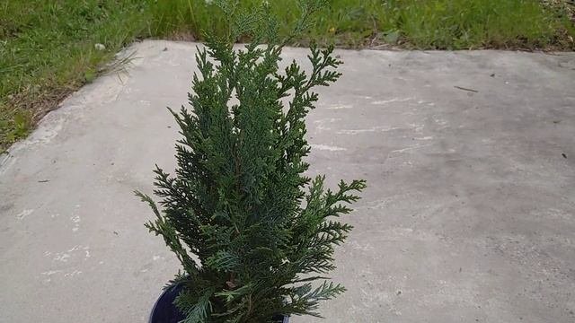 КИПАРИСОВИК ЛАВСОНА КОЛУМНАРИС ? ПОСАДКА, ОПИСАНИЕ