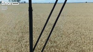 +8,15 ц с га прибавка на озимой пшенице в Ростовской области