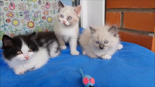 Сибирские котята-чёрный самый шикарный!