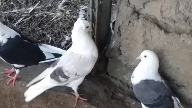 Кудул и Белохвостые голуби. смотреть онлайн