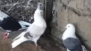 Кудул и Белохвостые голуби.