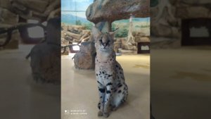 Казанский зоопарк