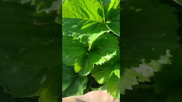 Собираю первые ведра клубники в этом сезоне. Клубника Берегиня. Моя любимая. смотреть онлайн