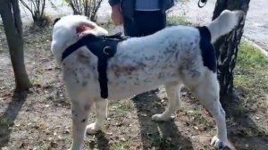 Бугай Алабай ВУЛКАН. Немного пострадал от ветеринаров