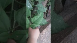 Топинамбур. Иммуномодулирует . Рецепты. Размножение.