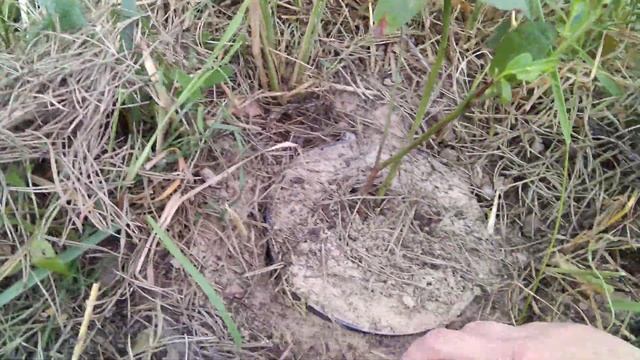 Голубика сорт Река смотреть онлайн