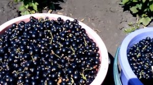 урожай черной смородины с 10 кустов, кустам три года