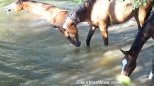 Лошади на водопое: Ахалтекинцы Ахалтекинские лошади в табуне Шаэль. Видео — Елена Машкова фильм