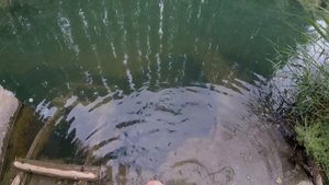 Мощная осенняя рыбалка в Чечне,река кишит рыбой!