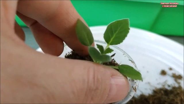 ? НОВОГОДНЯЯ РАСПРОДАЖА СЕМЯН ? махровых опылений ГЛОКСИНИЙ