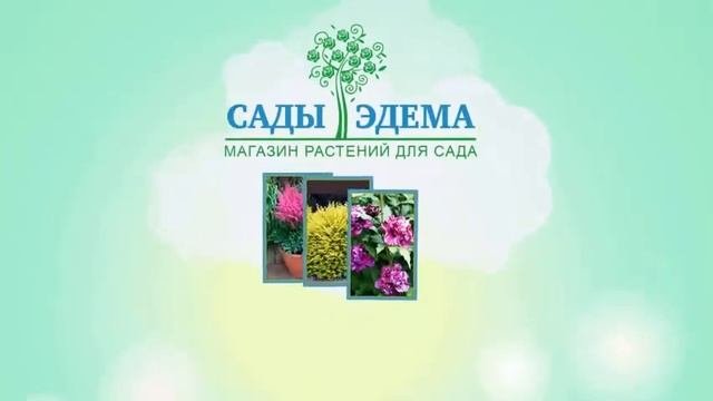 Сады-Эдема - интернет магазин растений для сада и дачи