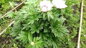 Пион Ферст Арривал (Paeonia Itoh First Arrival