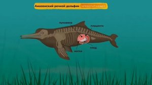 Амазонский речной дельфин Анатомия animals