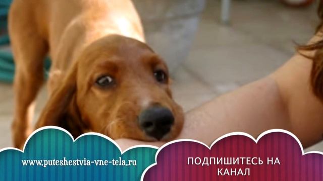 СОННИК - Собака КУСАЕТ во сне