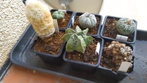 Эксперимент с поливом кактусов как бонсай - 2 раза в день. Как они себя чувствуют!?