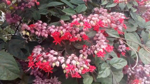 planta de clerodendrum speciosum en flor смотреть онлайн