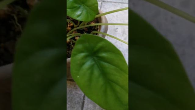 ALOCASIA GREENSHIELD #alocasia #greenshield #beautifulplant