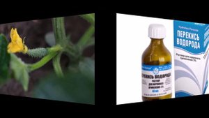 КАК ИСПОЛЬЗОВАТЬ ПЕРЕКИСЬ ВОДОРОДА ДЛЯ РАСТЕНИЙ