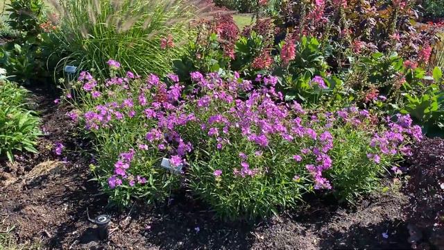 Opening Act Romance Phlox смотреть онлайн