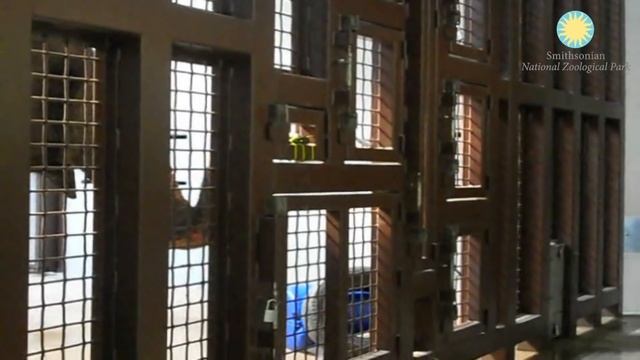 Shanthi, the National Zoo's Musical Elephant, Plays the Harmonica! смотреть онлайн