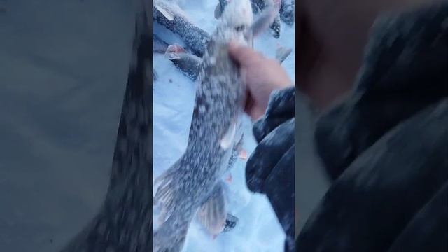 Якутский мороз и рыбалка под льдом. Рыбалка на Налима, Окунь, Щука. Река Вилюй. #якутия #рыбалка
