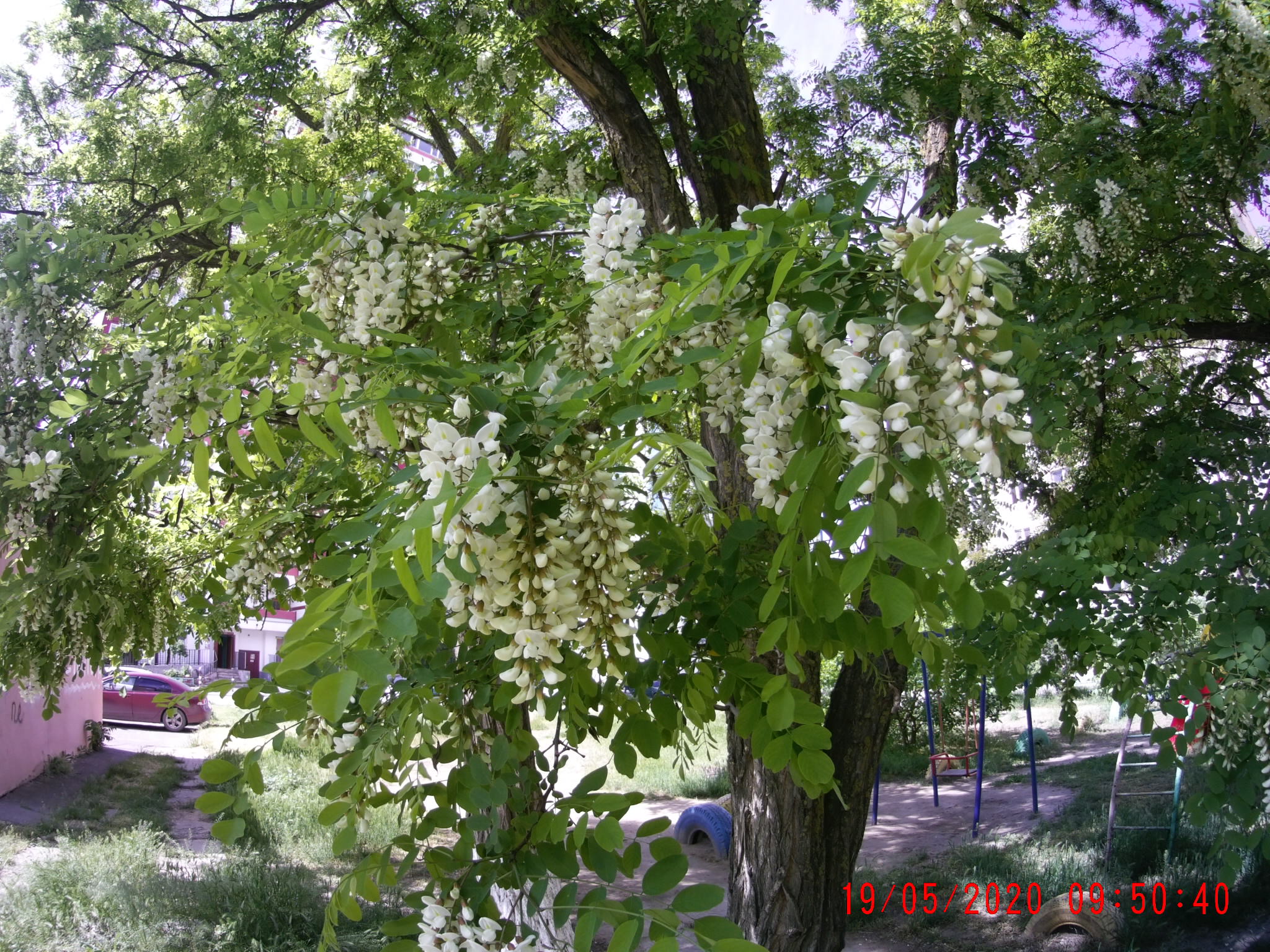 Брать или не брать?Пчелопакет ”Узбечка” на взяток Белой акации. смотреть онлайн