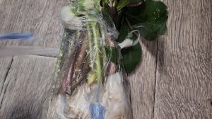 Заказала саженцы морозника с Авито