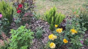 #21 Розы???после дождя в Тульской области. Сан Суси, Мэри Энн, Бриоза, Ай эм Макмилан и др