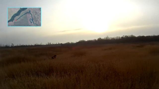 Охота на зайца - Находим след в траве / Autumn hare hunting - Paths in the grass