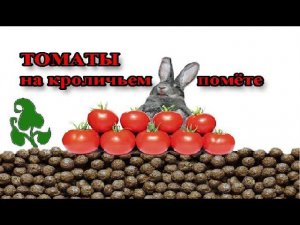 Томаты на кроличьем помете
